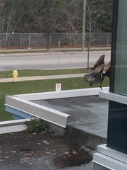 Haliaeetus leucocephalus