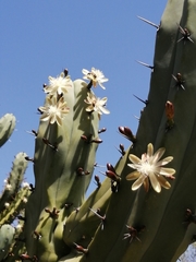 Myrtillocactus geometrizans