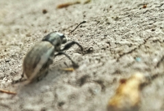 Naupactus leucoloma