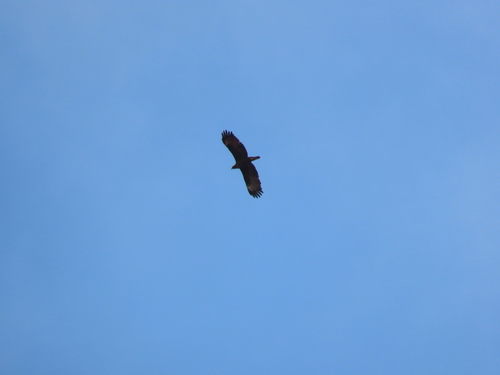 Wahlberg's Eagle