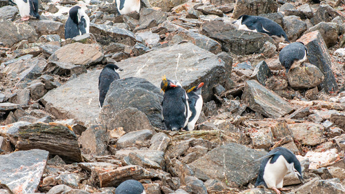 iNaturalist image