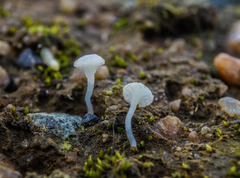 Hemimycena ignobilis
