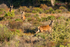Cervus elaphus corsicanus