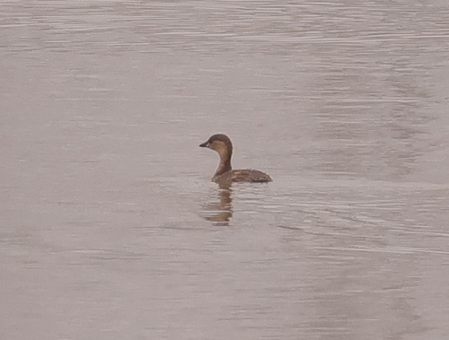 Little Grebe