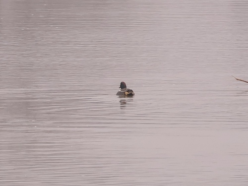 Green-winged Teal