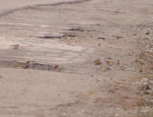 European Goldfinch