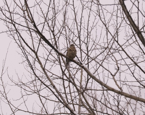 Mistle Thrush