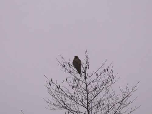 Common Buzzard