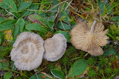 Rhodocybe caelata
