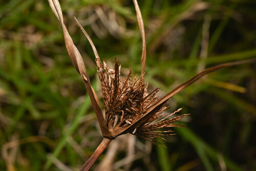 Cyperus polystachyos observed 2026-02-18