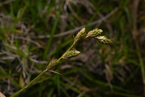 Carex longii observed 2026-02-18