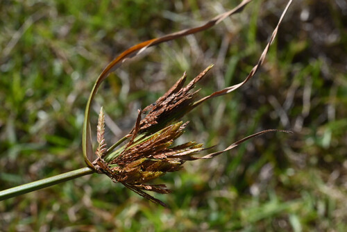 Cyperus polystachyos observed 2026-02-18