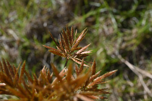 Cyperus polystachyos observed 2026-02-18