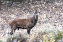 Cervus elaphus corsicanus