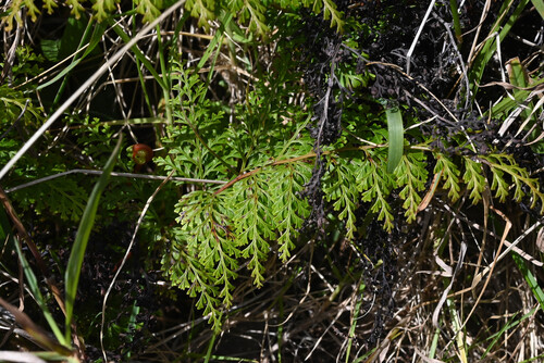 Odontosoria chinensis observed 2026-02-18