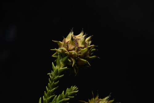 Cryptomeria, 2026-02-18