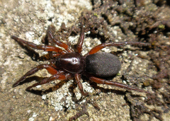 Gnaphosa bicolor