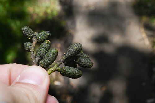 Himalayan alder
