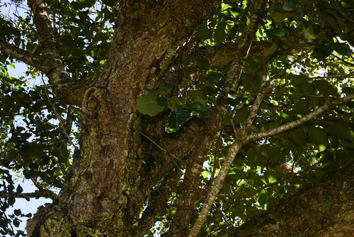 Alnus nepalensis, photograph 5
