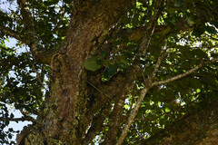 (c) Anders Hastings, some rights reserved (CC BY) Alnus nepalensis, photograph (c) Anders Hastings, some rights reserved (CC BY)
