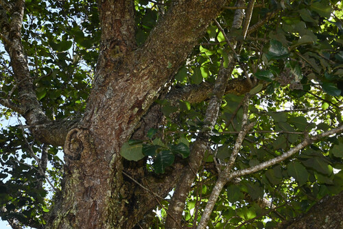Alnus nepalensis, photograph 6