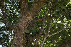 Alnus nepalensis, photograph (c) Anders Hastings, some rights reserved (CC BY)