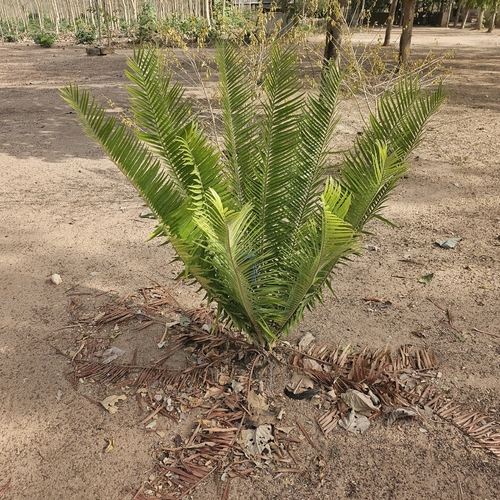 Encephalartos barteri barteri