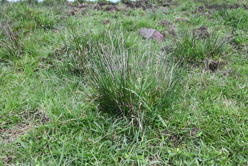 Juncus effusus observed 2026-02-18