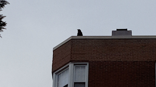 Common Raven photographed in New Jersey