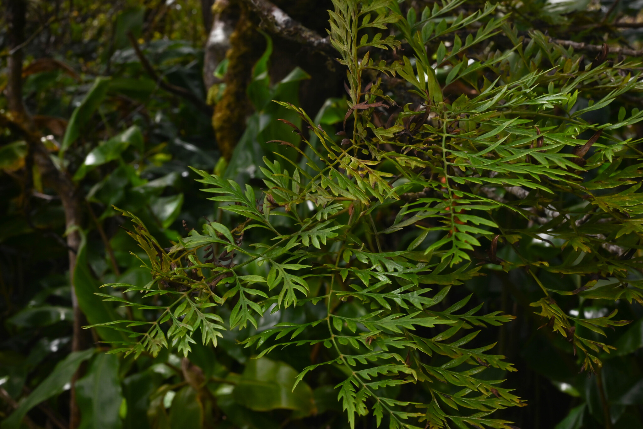 Foto de Grevillea robusta A.Cunn. ex R.Br.