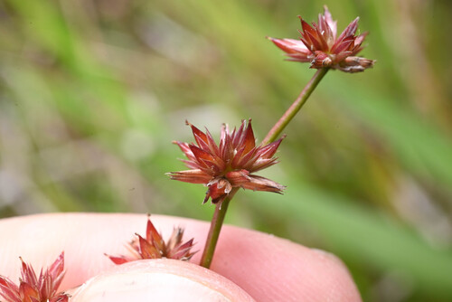 Juncus prismatocarpus observed 2026-02-18