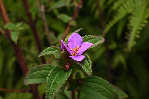 cane tibouchina (Chaetogastra herbacea)