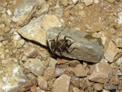 Oedopeza ocellator