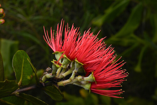 Metrosideros polymorpha observed 2026-02-18