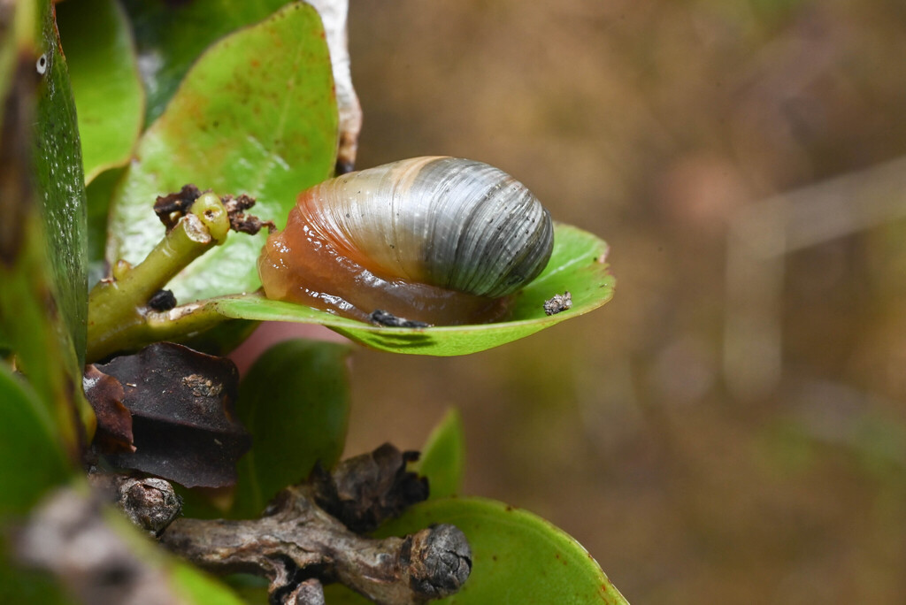 Succinea newcombiana