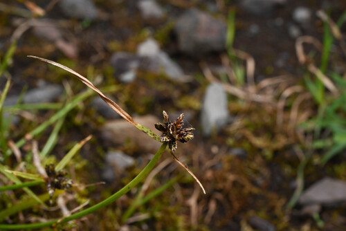 Cyperus sanguinolentus observed 2026-02-18