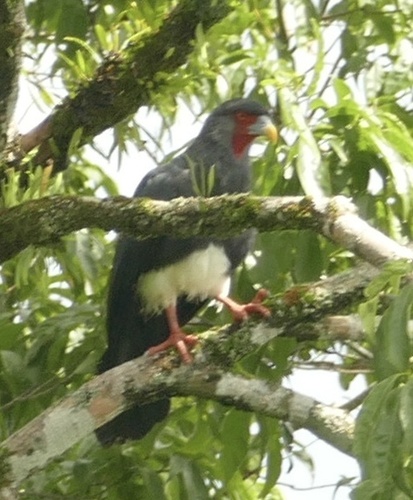 Red-throated Caracara (Ibycter americanus), photo 9