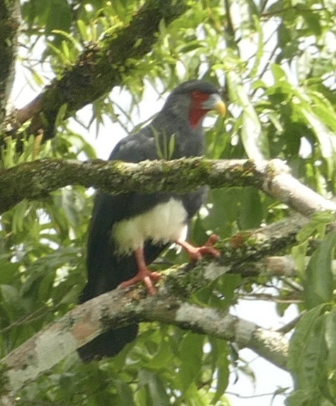 Red-throated Caracara (Ibycter americanus), photo 10