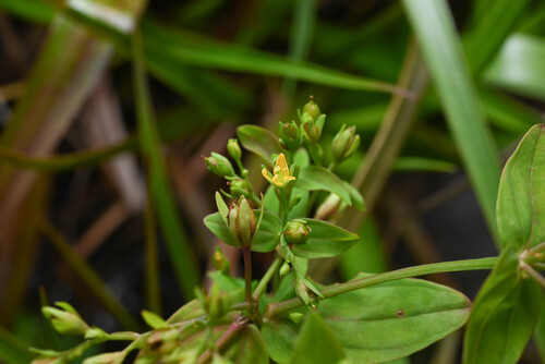 Hypericum mutilum, 2026-02-18