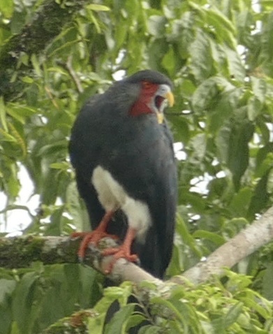 Red-throated Caracara (Ibycter americanus), photo 1
