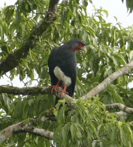 Red-throated Caracara (Ibycter americanus), photo 2