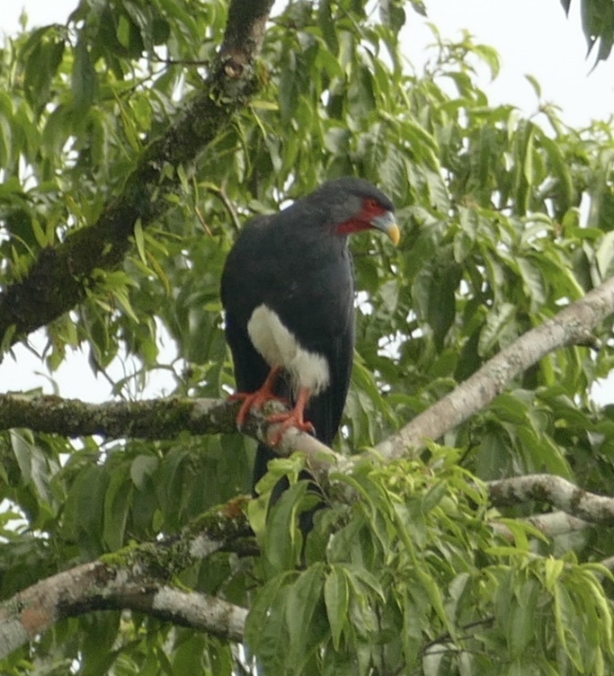 Red-throated Caracara (Ibycter americanus), photo 2
