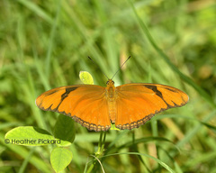Dryas iulia