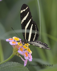 Heliconius charithonia