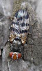 Ceroxys urticae