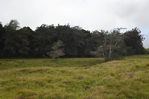 Nepal Alder (Alnus nepalensis)