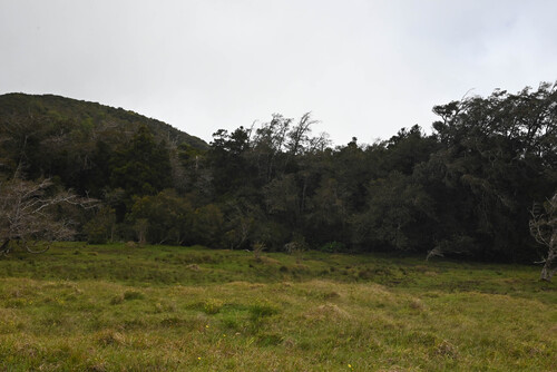 Alnus nepalensis, photograph 3