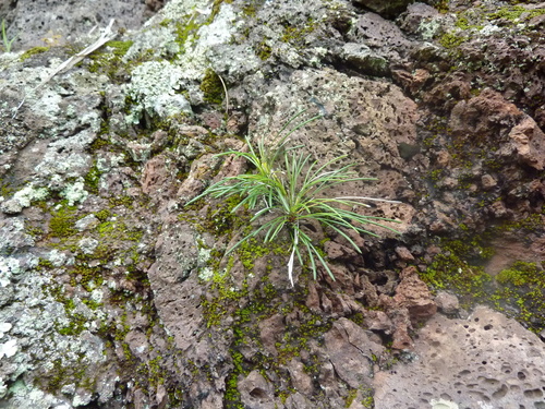 Actiniopteris australis image