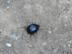 Chrysolina haemoptera