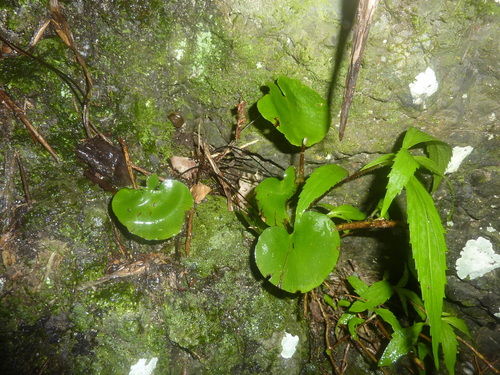 Adiantum image